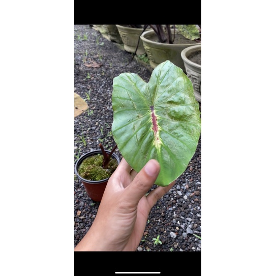 colocasia white lava