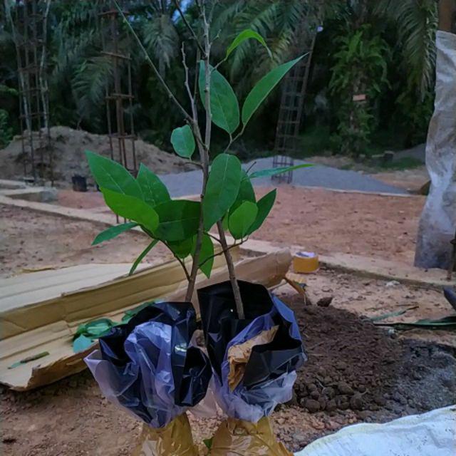 Bibit Srikaya Merah Aneka Bibit Unggul