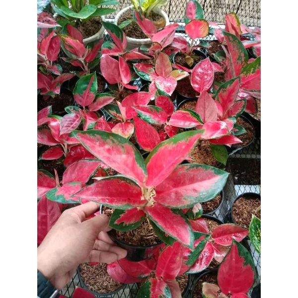 Aglonema Suksom Jaipong/lilin termurah