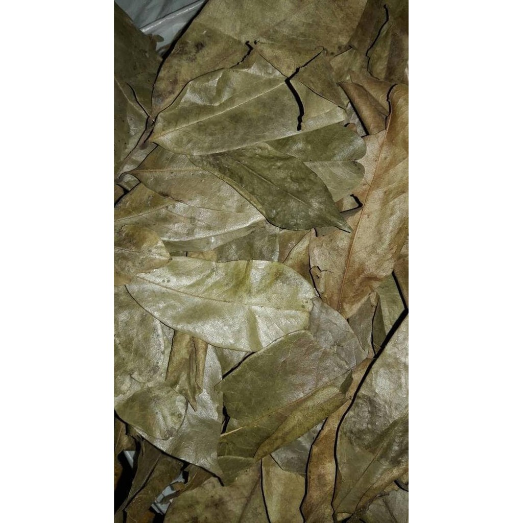 

Unik DAUN SIRSAK 100 GRAM 100GRAM Berkualitas