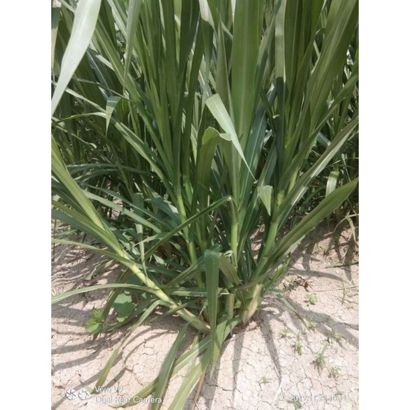 Bibit Rumput Gama umami Kemasan 5 Kilo. Bibit Rumput Gama umami kemasan 5 Kilo.