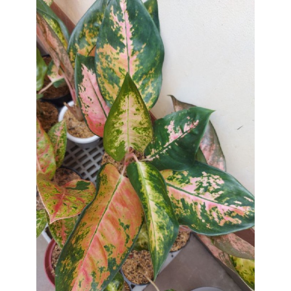 aglonema kochin kuning