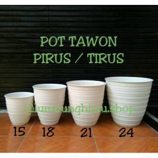 Pirus Diameter 15 cm Pot Tawon Pirus Tirus Putih d15 Pirus Diameter 15 cm Pot Tawon Pirus Tirus Putih d15