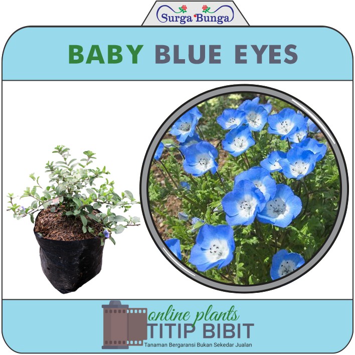 baby blue eyes  - nemophile tanaman hias berbunga