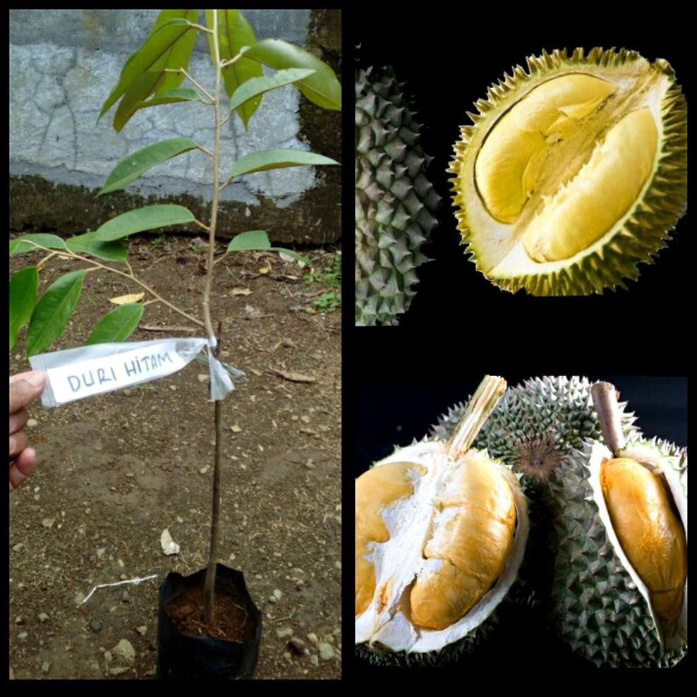 #As_ Bibit Durian Duri Hitam Kw Asli