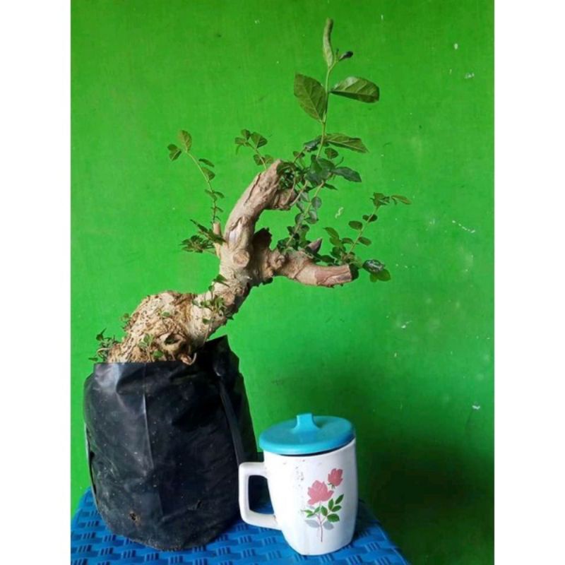 bonsai serut smal sudah hidup 55k