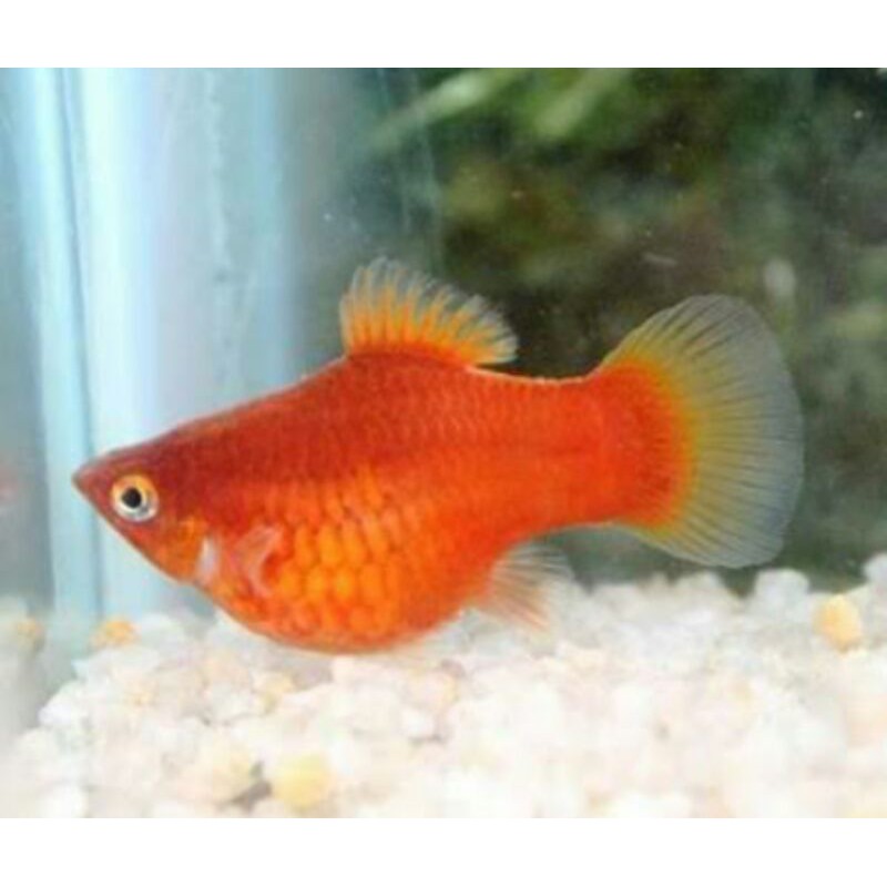 platy red colar