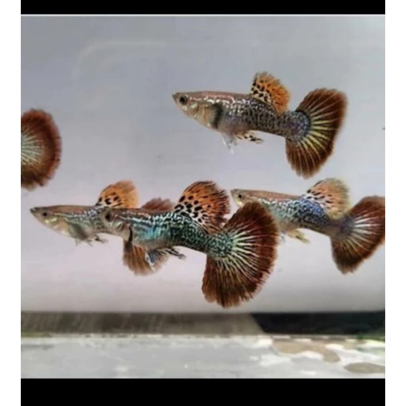 

ikan guppy red dragon