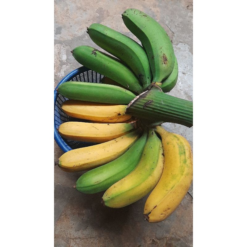 

Pisang Raja/Pisang Kampung (1 Sisir) matang di pokok