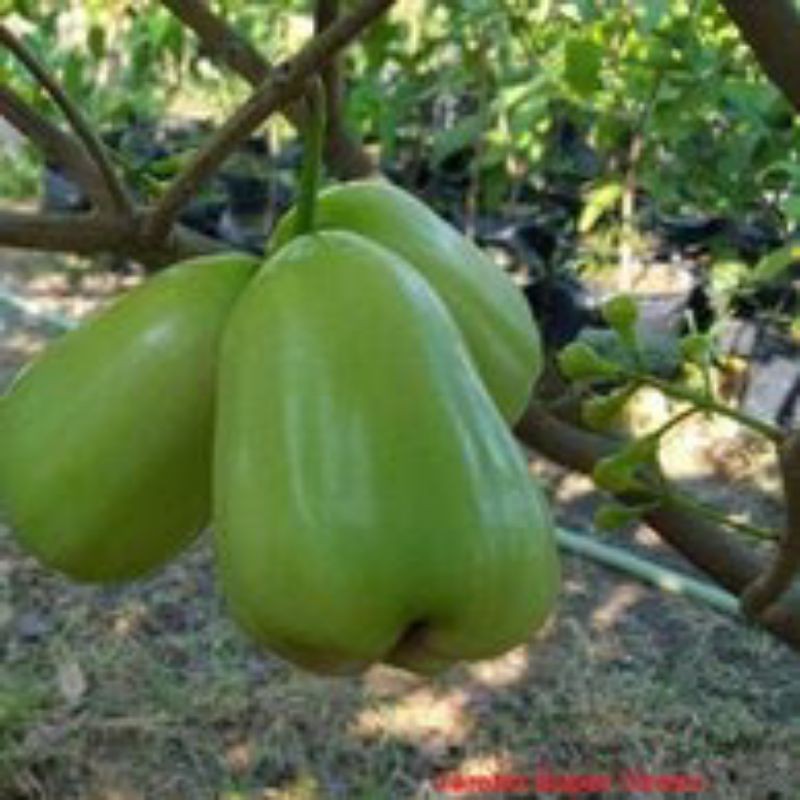 bibit jambu super green Taiwan