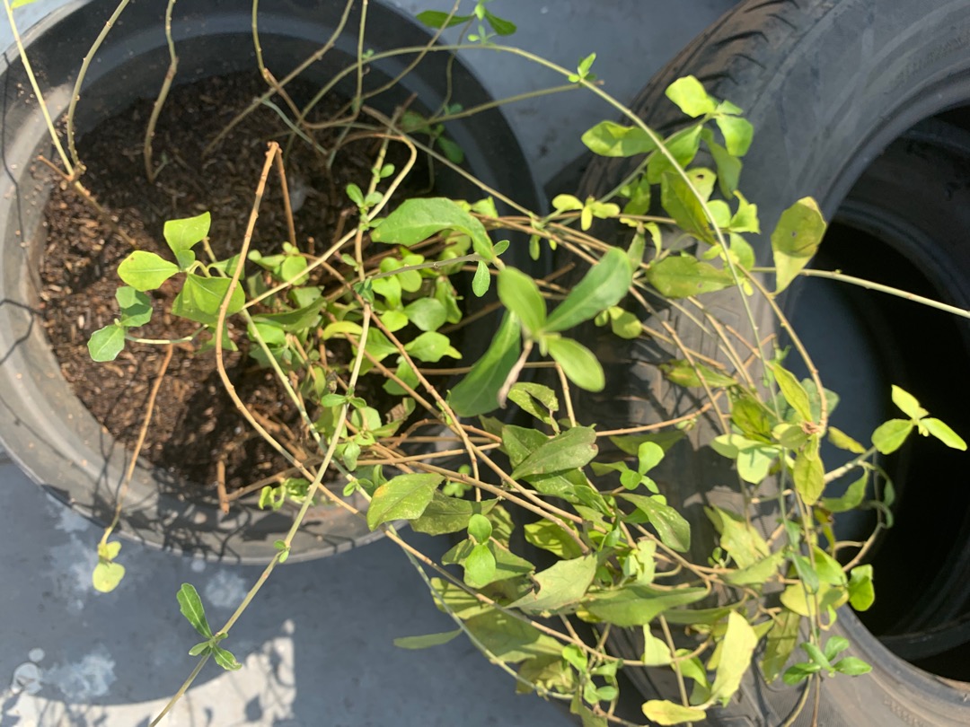 Tanaman Hias Pagar Lee Kwan Yew Per Polibag