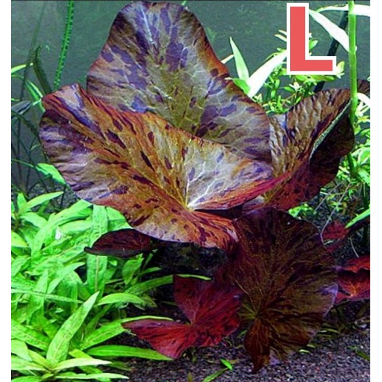 Nymphaea Lotus Tiger Full Air