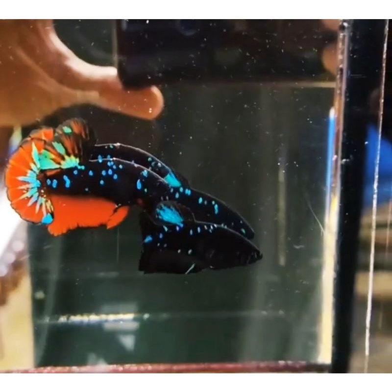 IKAN CUPANG HIAS SEPASANG AVATAR GORDON TOP GRADE TERMURAH SE-INDONESIA IKAN VIRAL