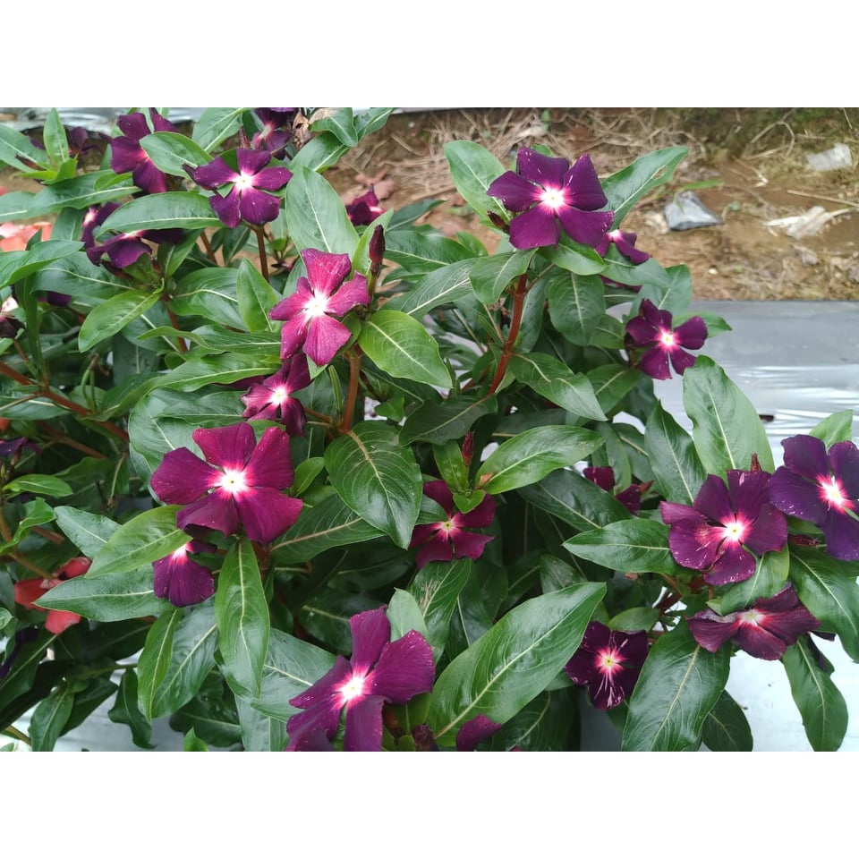 Benih Bibit Biji - Bunga Vinca Sultan Ningrum Auriola Rare Jenis Langka Flower Seeds - FRESH SEEDS