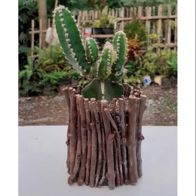 Kakatus sukulen cereus jamacaru