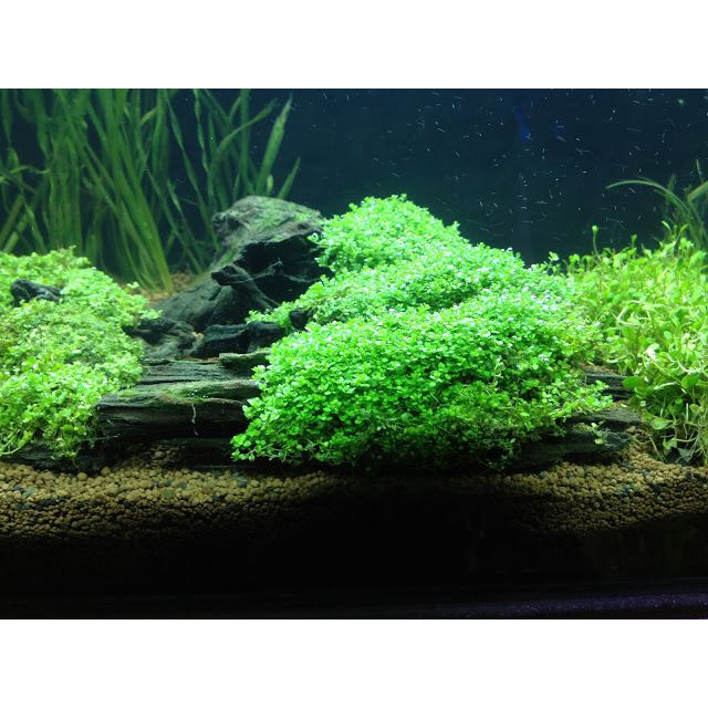 Tanaman Aquascape Baby Tears - Cocok Untuk Karpet - Bonsai Aquascape - Very Easy