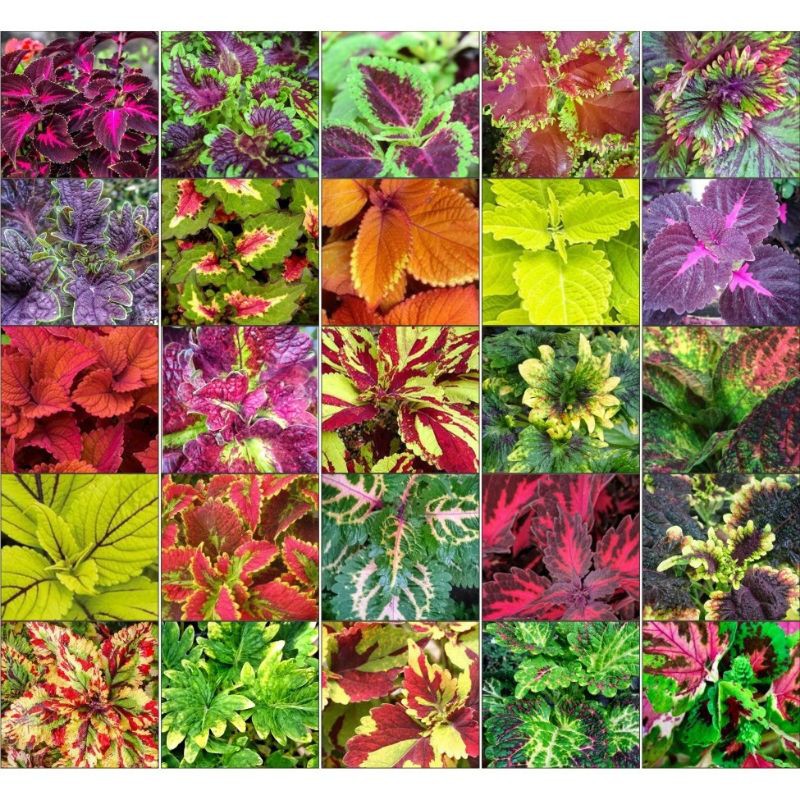 tanaman hias miana 20 jenis Bunga Miana/Caleus/jawer kotok