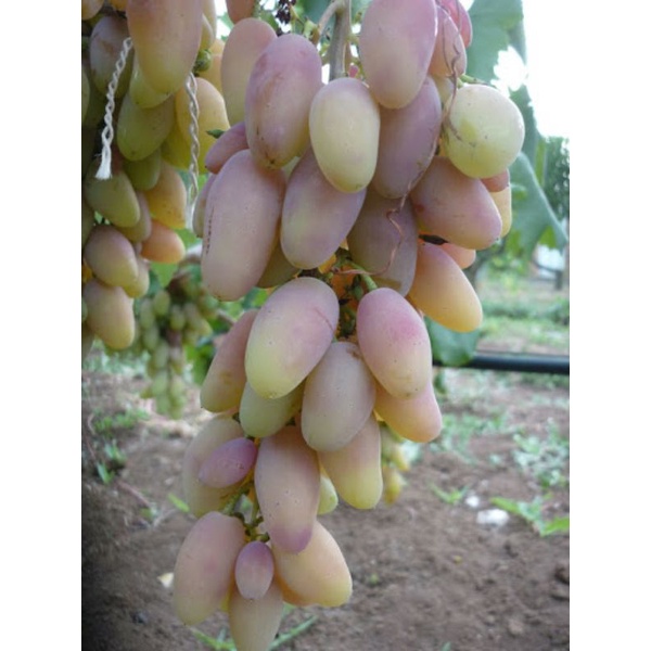 Bibit Anggur Import Dixon Hasil Grafting cepat berbuah 100% Valid