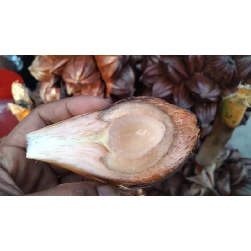 

Buah nipah muda Obat diabetes/ginjal /1kg cangkangan