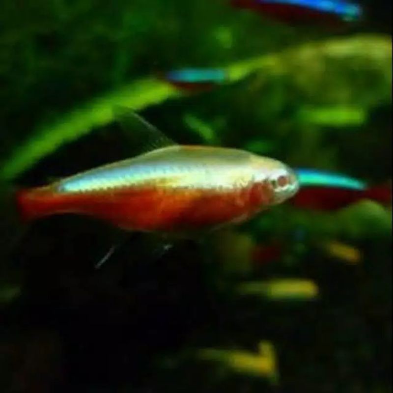 ikan hias Cardinal albino Tetra