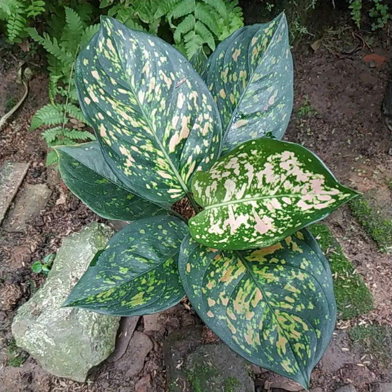 Tanaman Hias Bunga Aglaonema Ruby Oren (Rubi Ciangmay)
