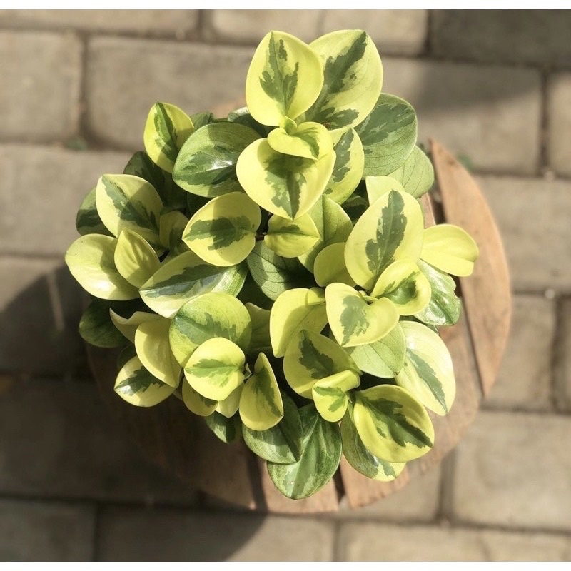 Tanaman hias jade plant varigata-tanaman hidup-tanaman hias hidup-bunga hidup-bunga hidup murah-tana