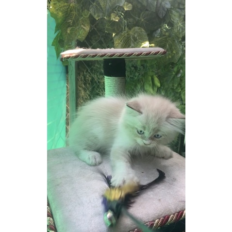 KUCING KITTEN RAGDOL BICOLOUR SIMETRIS