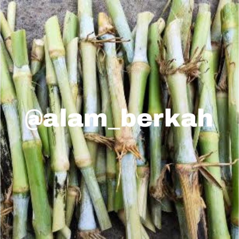 Rumput Pakchong BIBIT NAPIER PAKCHONG (30cm)