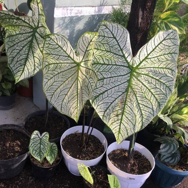 Tanaman Hias Keladi Putih Caladium White Shopee Indonesia