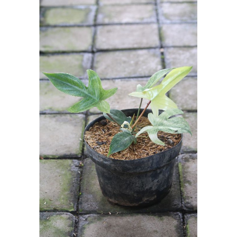 Philodendron Ghost Florida / Tanaman Merpati