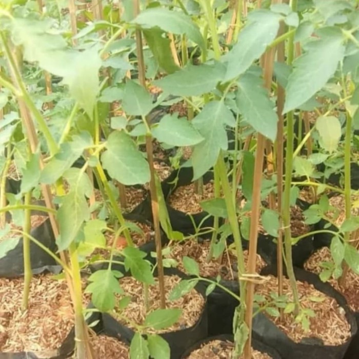 Obral Pohon Buah Tomat - Bibit Tanaman Pohon Tomat Terlaris