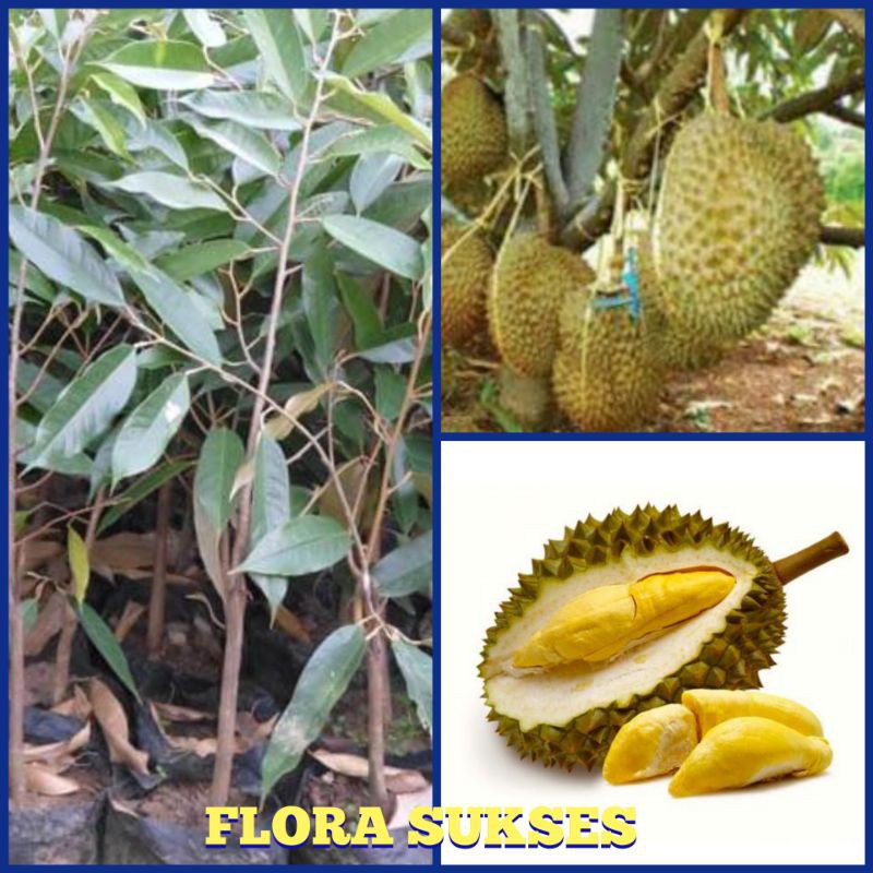 Bibit Tanaman Durian Monthong Okulasi Bibit Durian Montong Bibit Duren