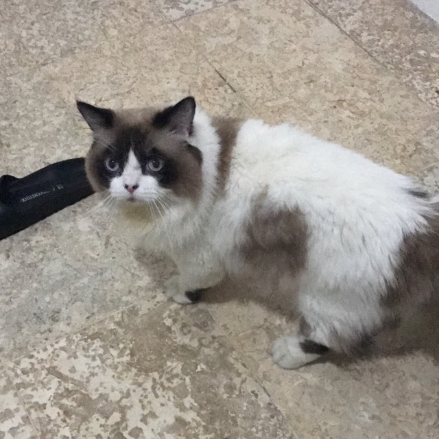 dndaldi