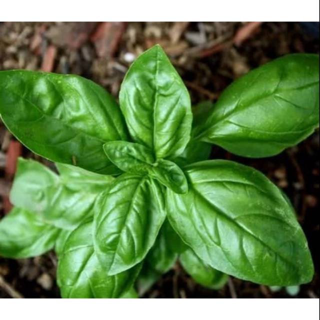 Tanaman Sweet Basil / Italian Basil