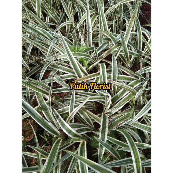Tanaman Hias Pandanus Varigata / Pandan Putih