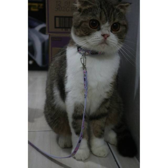 Harnes Kucing Anjing Tali Kucing Anjing Motif Paws