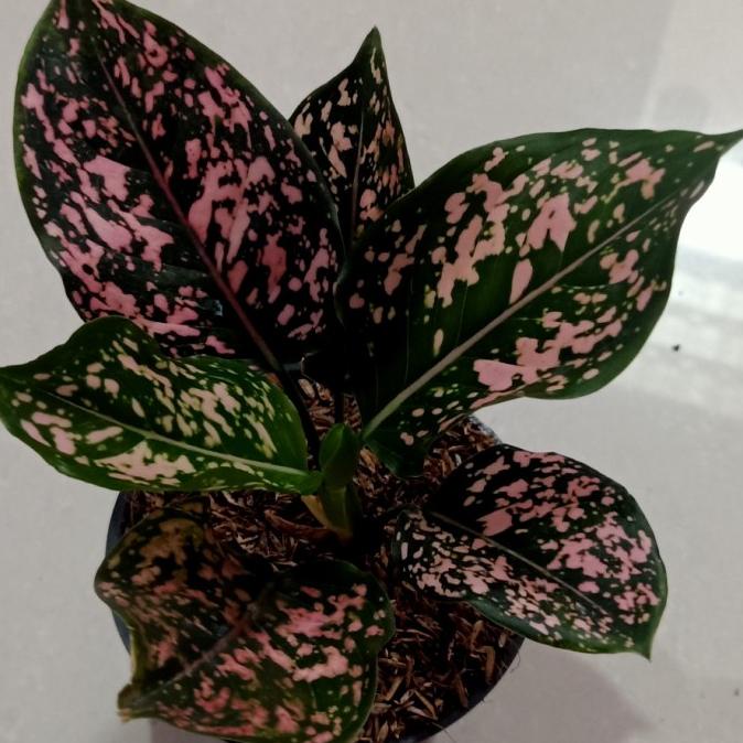 *****] aglonema pink dalmation
