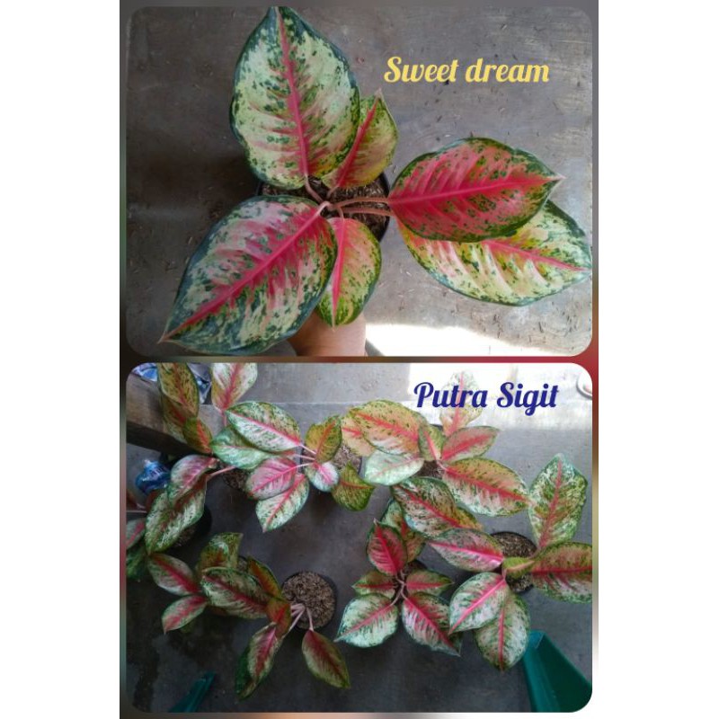 aglonema sweet dream