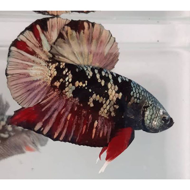 Cupang Avatar Cooper Gold - Bahan Top Grade