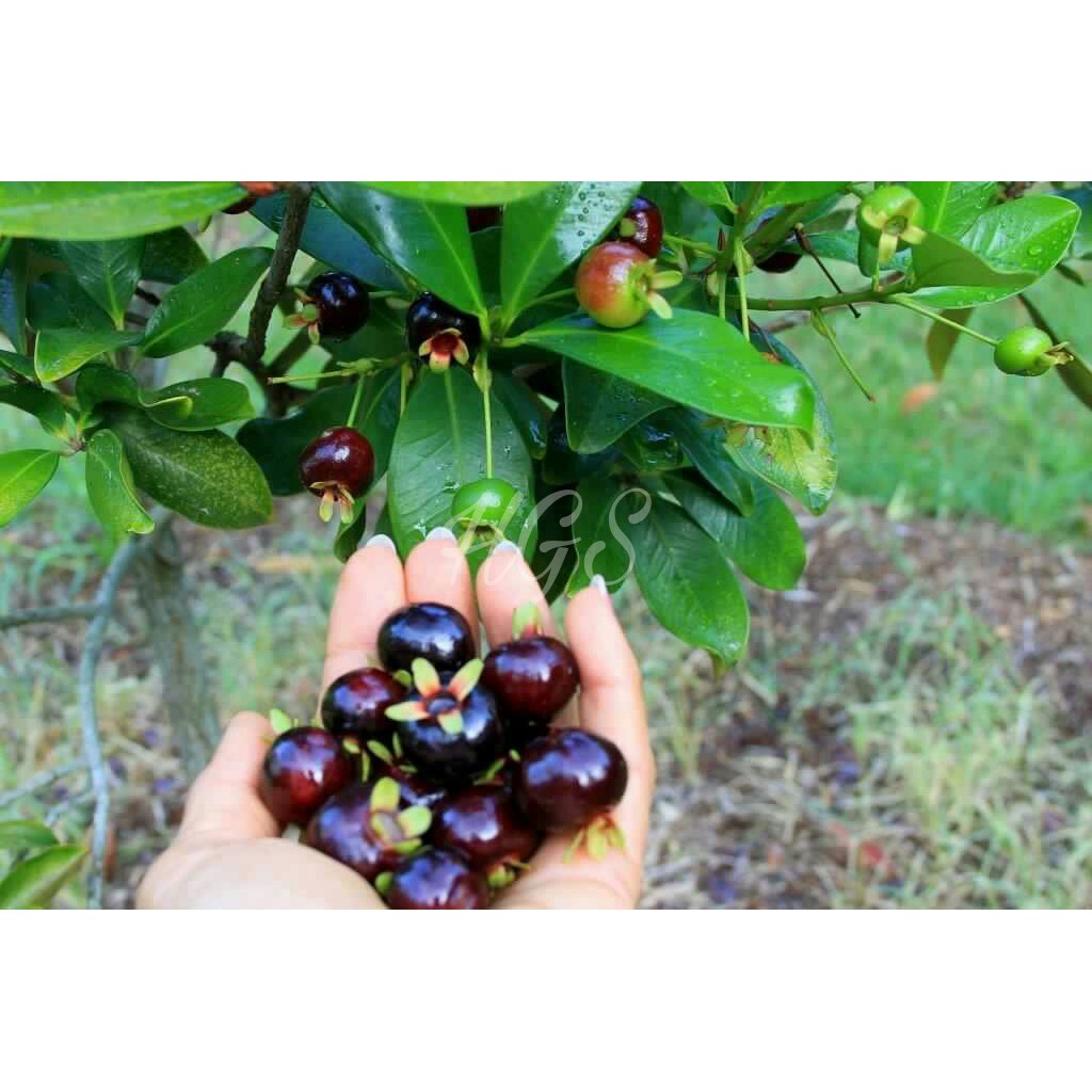 Bibit Tanaman Buah Black Pitomba Brasilian Cherry