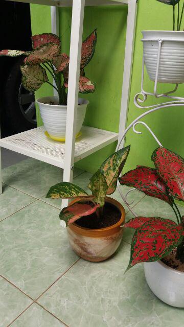 Aglonema Kochin Aglaonema Cochin