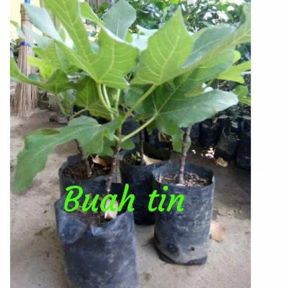 Diskon19% Bibit buah tin green zordan