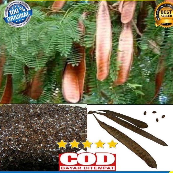 POHON PETE CINA DARI BIBIT SUPER/ BIBIT POHON LAMTORO SUPER