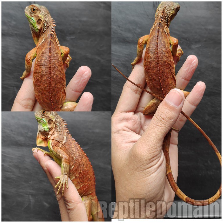 Super Red Iguana