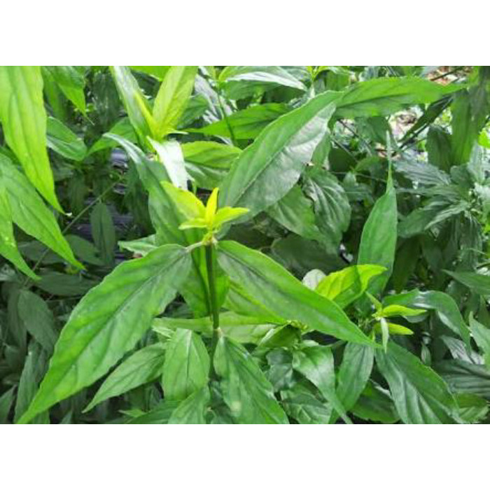 

250 gram DAUN BELALAI GAJAH SEGAR Sabah Snak Grass Clinatha obat herbal COD