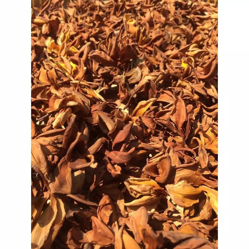 1 kg Bunga kamboja kering