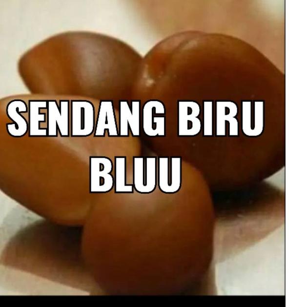 

Terbaik BIJI SALAK SB BLU