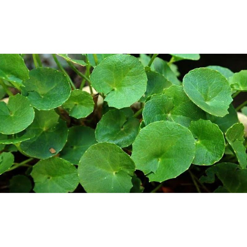 

Daun Pegagan/Antanan/100gram