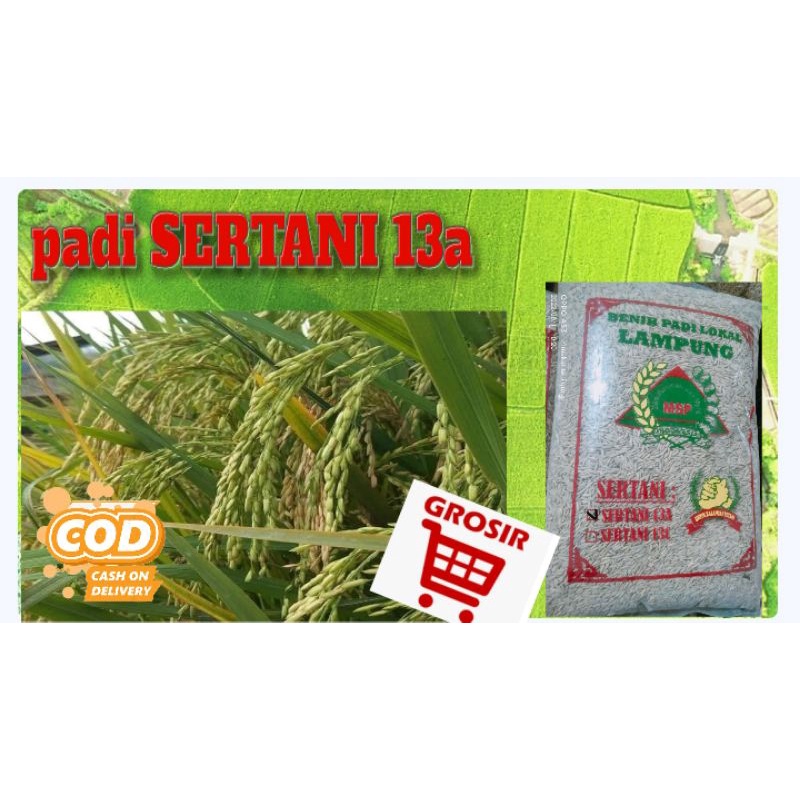 Benih padi sertani 13a 5kg
