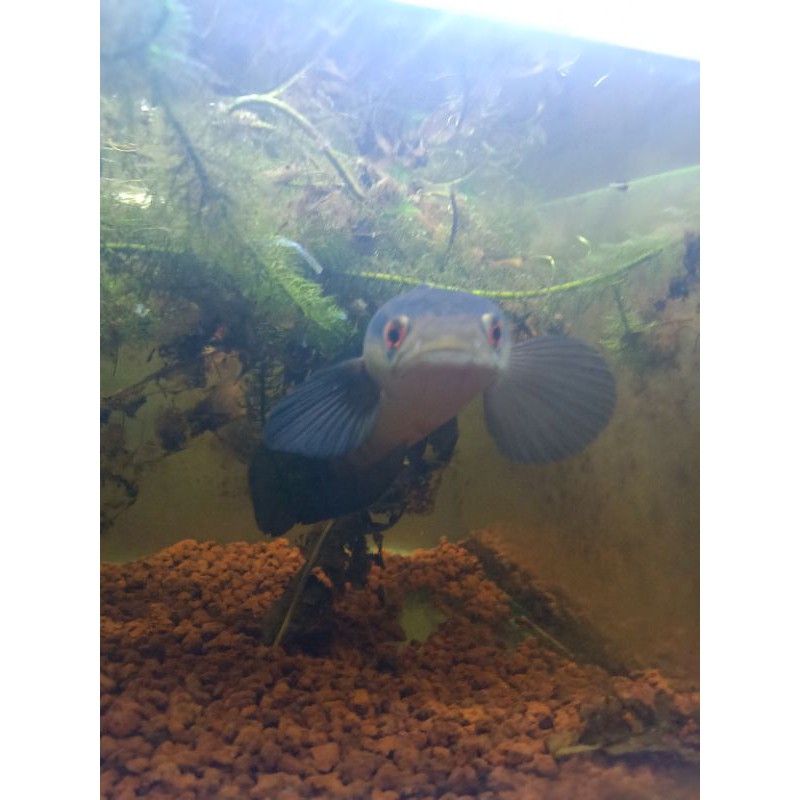 

ikan channa red marulioides size -+25cm